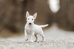 Miniatur Bullterrier