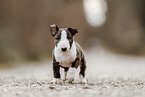 Miniatur Bullterrier