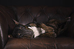 Miniature Bullterrier