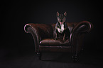 Miniature Bullterrier