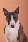 Miniatur Bullterrier
