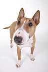 Miniatur Bullterrier