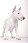 Miniatur Bullterrier