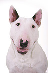 Miniatur Bullterrier