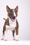 Miniatur Bullterrier