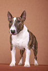 Miniatur Bullterrier
