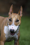 Miniatur Bullterrier