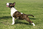 Miniatur Bullterrier