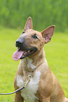 Miniatur Bullterrier