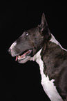 Miniatur Bullterrier