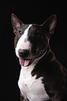 Miniatur Bullterrier