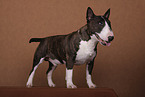 Miniatur Bullterrier