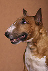 Miniatur Bullterrier