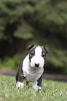 Miniatur Bullterrier