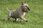 Miniatur Bullterrier