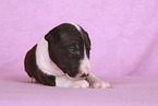 Miniatur Bullterrier