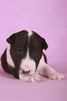 Miniatur Bullterrier