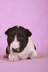Miniatur Bullterrier
