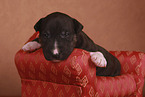 Miniatur Bullterrier