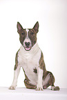 Miniatur Bullterrier