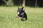 Miniatur Bullterrier
