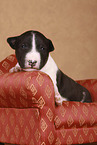 Miniatur Bullterrier