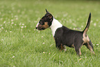 Miniatur Bullterrier