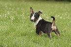 Miniatur Bullterrier