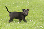 Miniatur Bullterrier