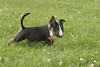 Miniatur Bullterrier