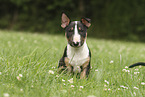 Miniatur Bullterrier