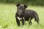 Miniatur Bullterrier