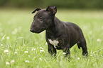 Miniatur Bullterrier