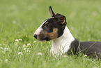 Miniatur Bullterrier