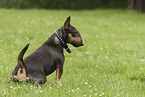 Miniatur Bullterrier