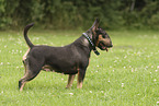 Miniatur Bullterrier