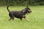Miniatur Bullterrier