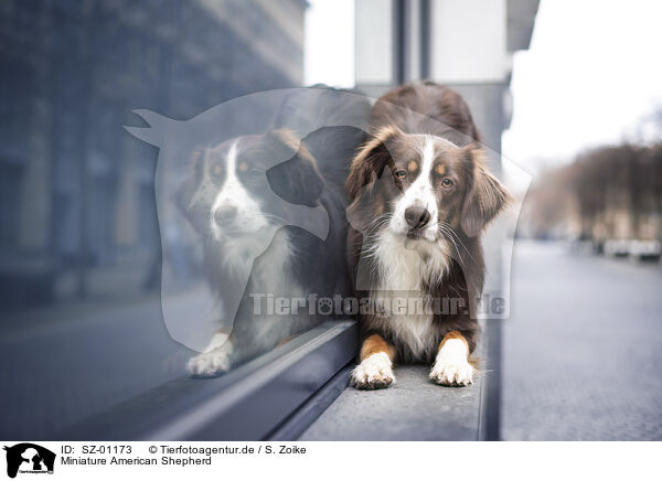 Miniature American Shepherd / SZ-01173