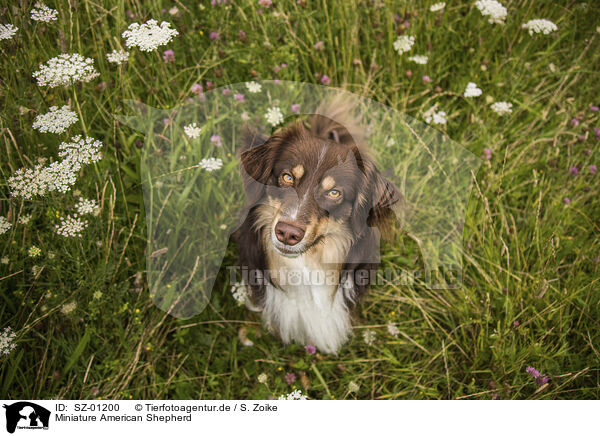 Miniature American Shepherd / SZ-01200