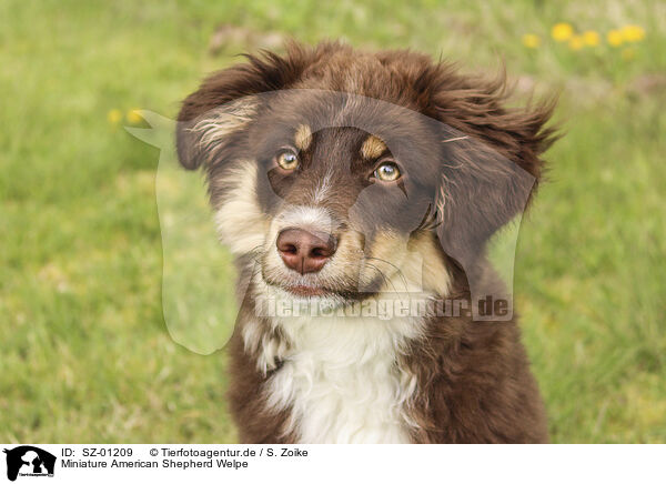 Miniature American Shepherd Welpe / SZ-01209