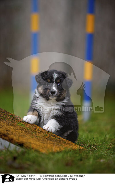 sitzender Miniature American Shepherd Welpe / MW-16544