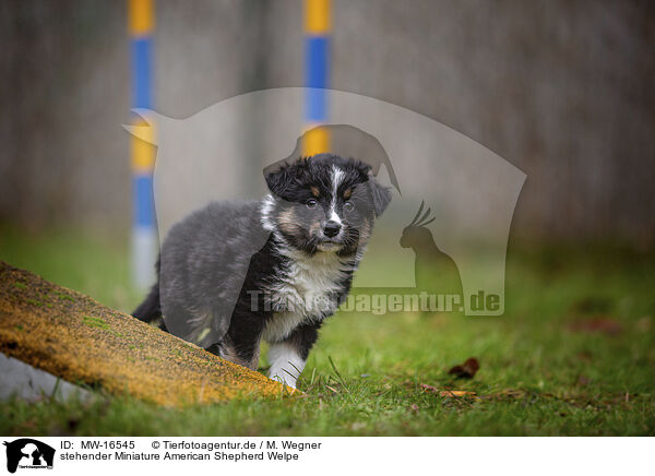 stehender Miniature American Shepherd Welpe / MW-16545