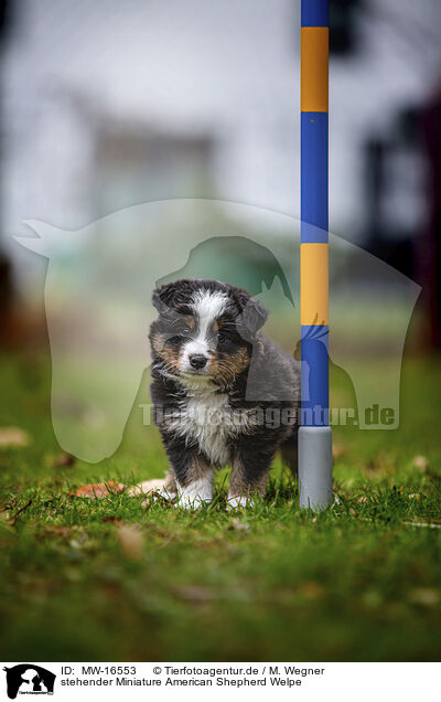 stehender Miniature American Shepherd Welpe / MW-16553