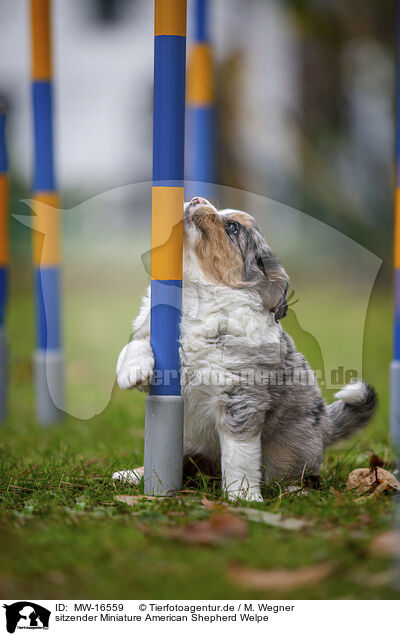 sitzender Miniature American Shepherd Welpe / sitting Miniature American Shepherd Puppy / MW-16559