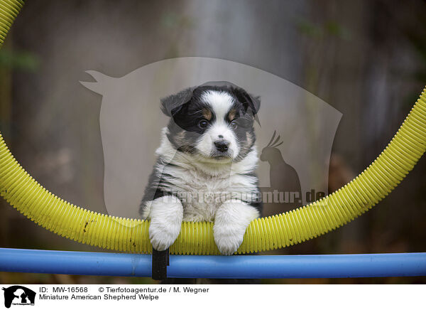 Miniature American Shepherd Welpe / MW-16568