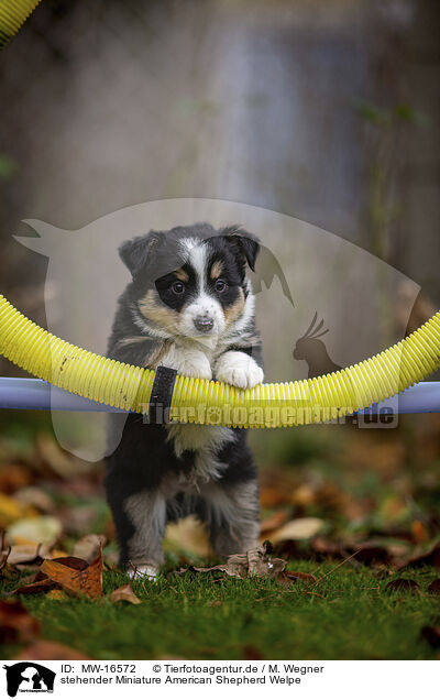 stehender Miniature American Shepherd Welpe / standing Miniature American Shepherd Puppy / MW-16572