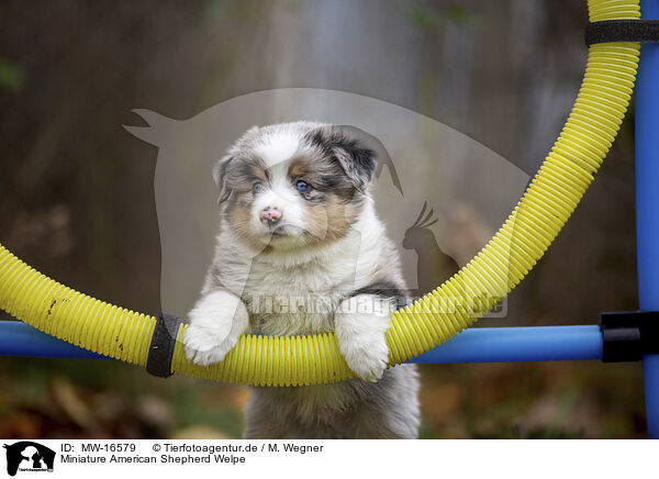 Miniature American Shepherd Welpe / MW-16579
