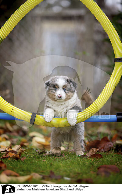 stehender Miniature American Shepherd Welpe / MW-16582