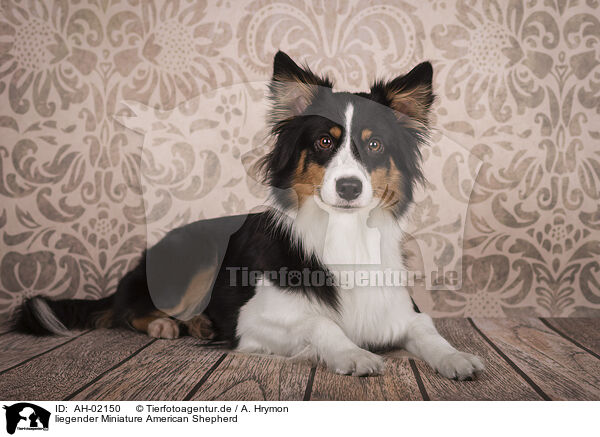 liegender Miniature American Shepherd / lying Miniature American Shepherd / AH-02150