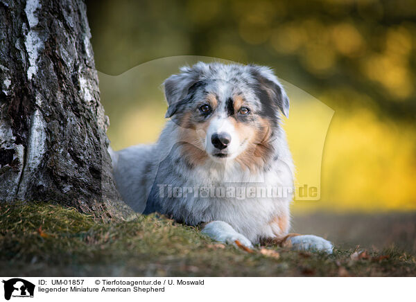 liegender Miniature American Shepherd / UM-01857